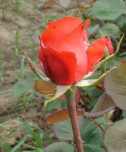 trandafir holsteinperle